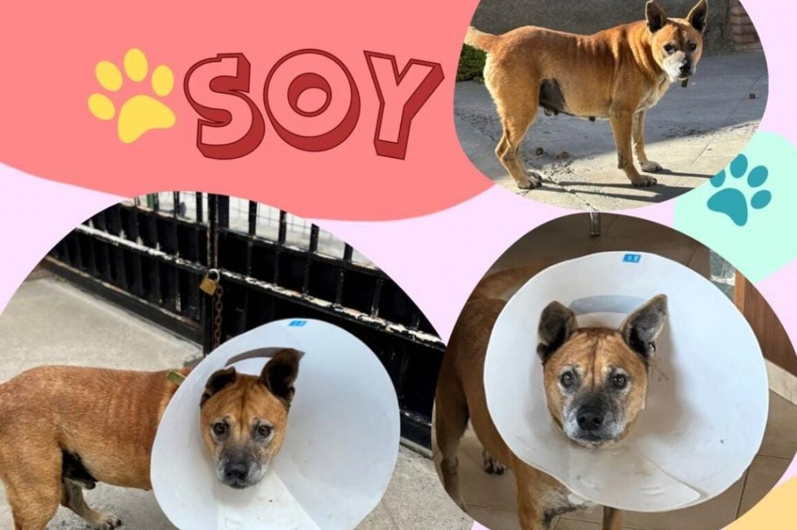 Conocé la historia de Rodolfo, el perrito que fue rescatado y ahora busca una familia adoptiva